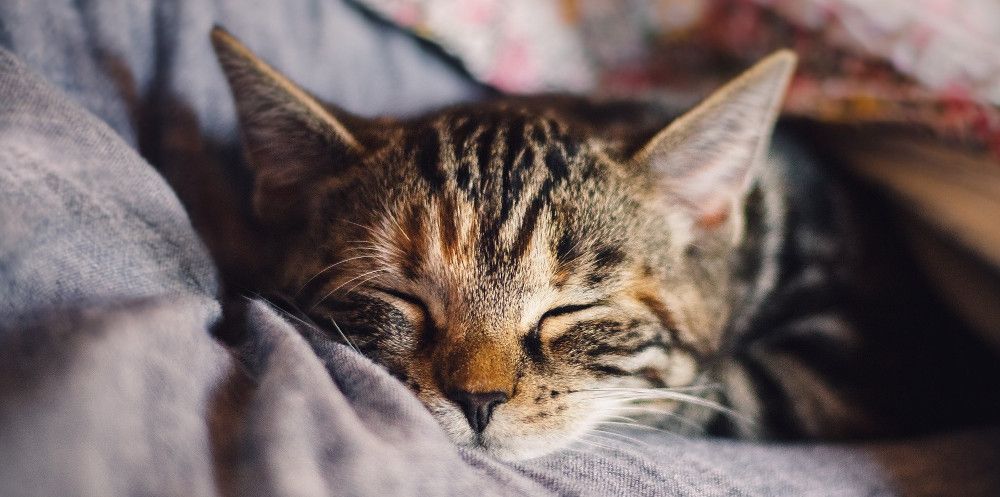 Encore un article sur les bases d'une API REST !