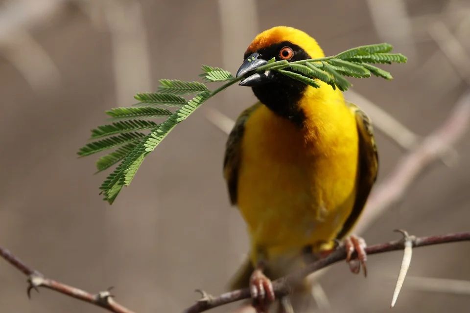 Un environnement par branche avec GitLab